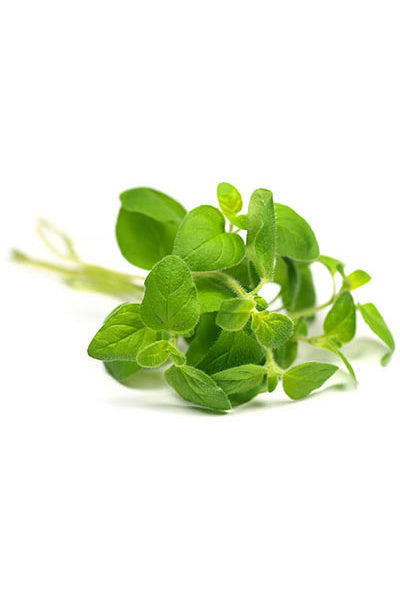 Basil Aroma Natural de Manjericão - Imagem 2